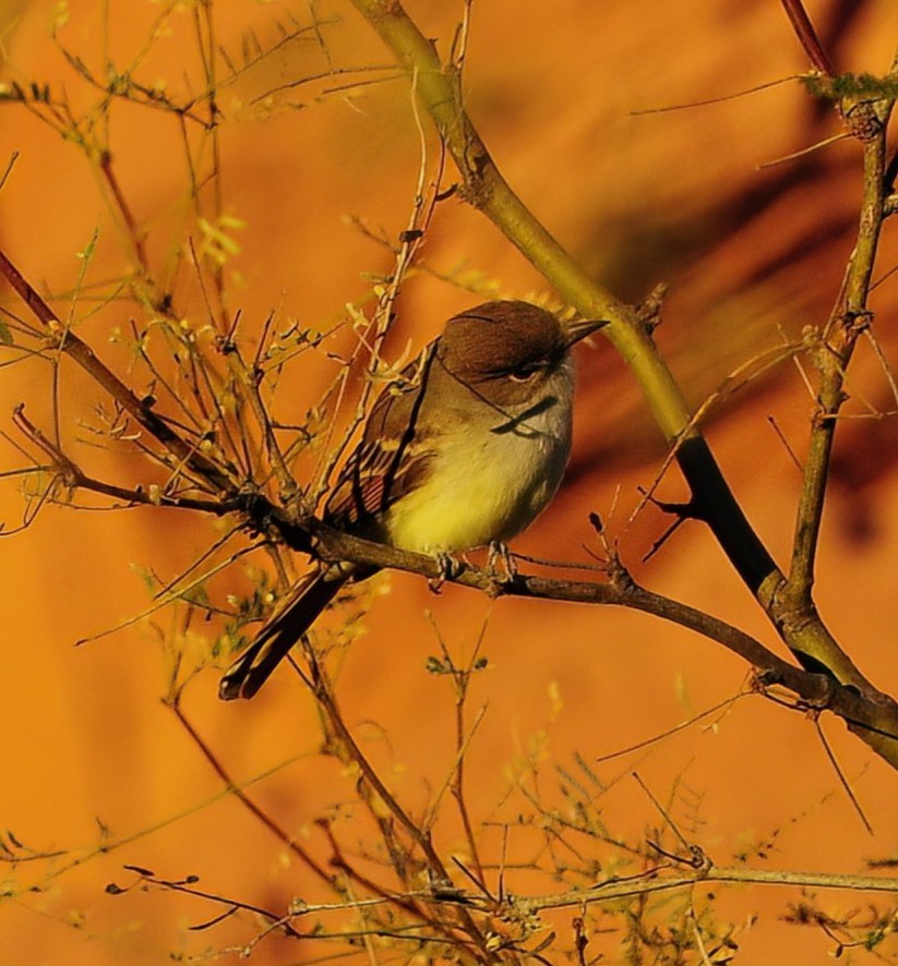 Nutting's Flycatcher - ML470123251