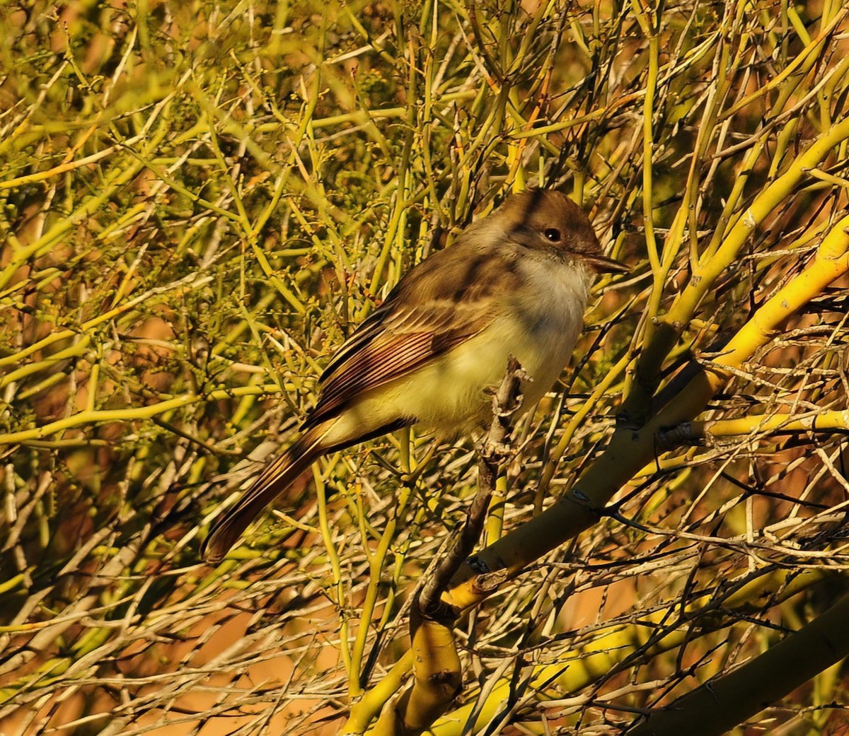 Nutting's Flycatcher - ML470123271