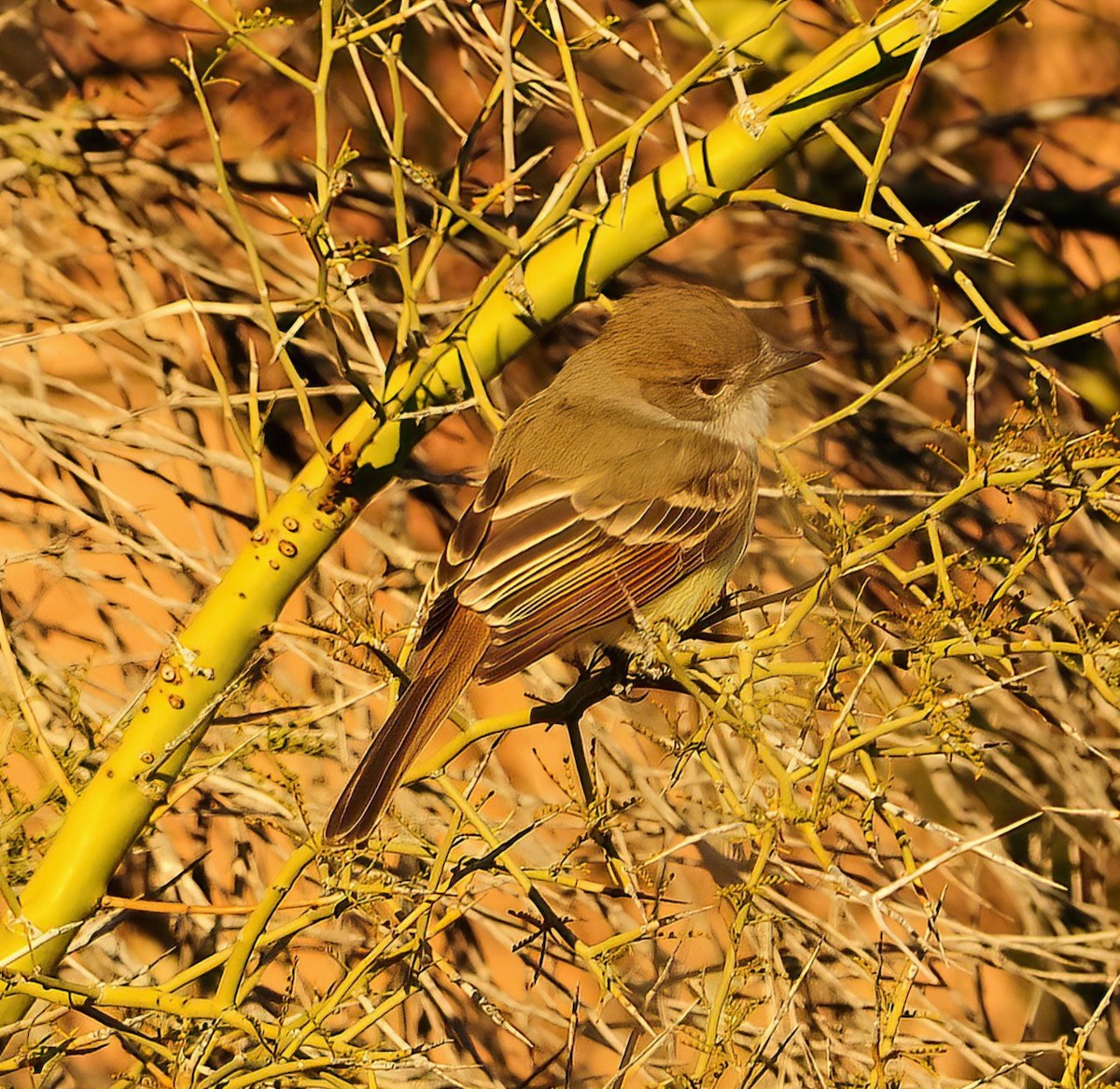 Nutting's Flycatcher - ML470123281