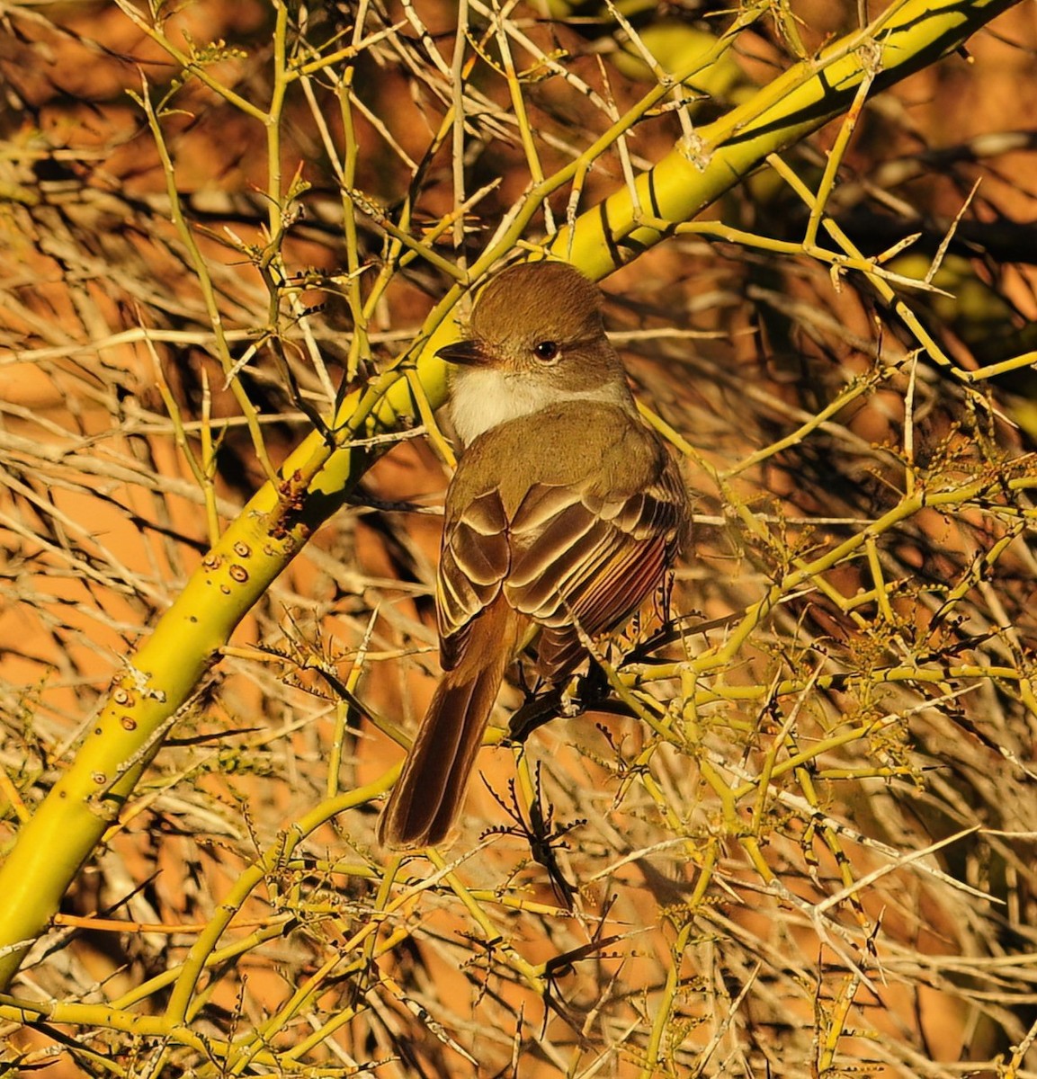 Nutting's Flycatcher - ML470123291