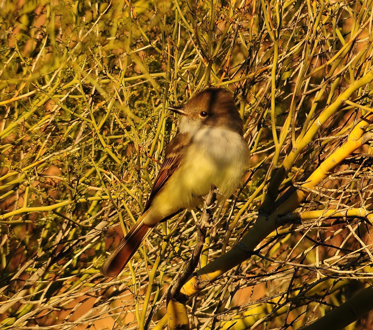 Nutting's Flycatcher - ML470123301