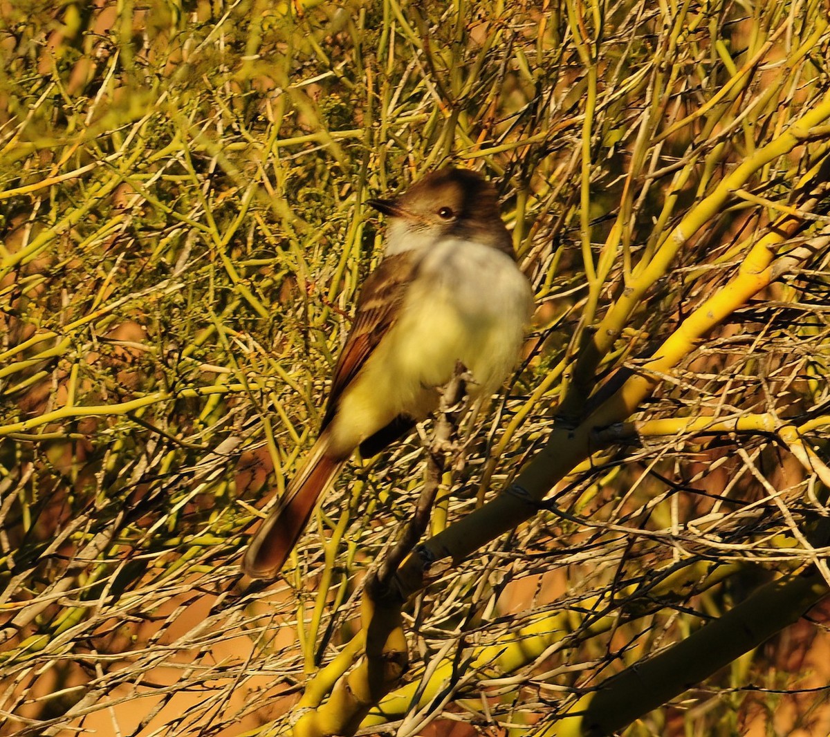 Nutting's Flycatcher - ML470123311