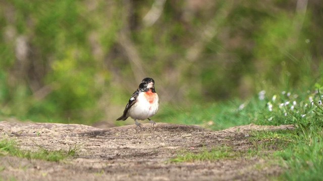 Rose-breasted Grosbeak - ML470123621