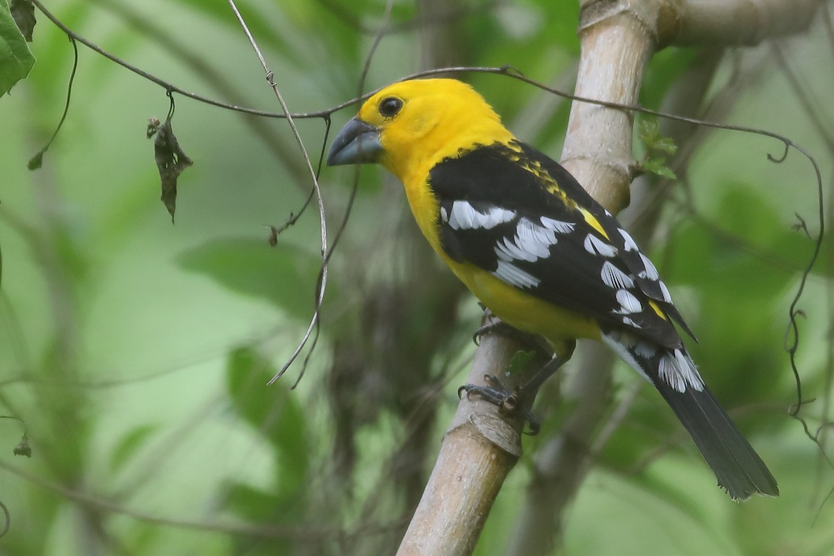 Golden Grosbeak - ML47012381