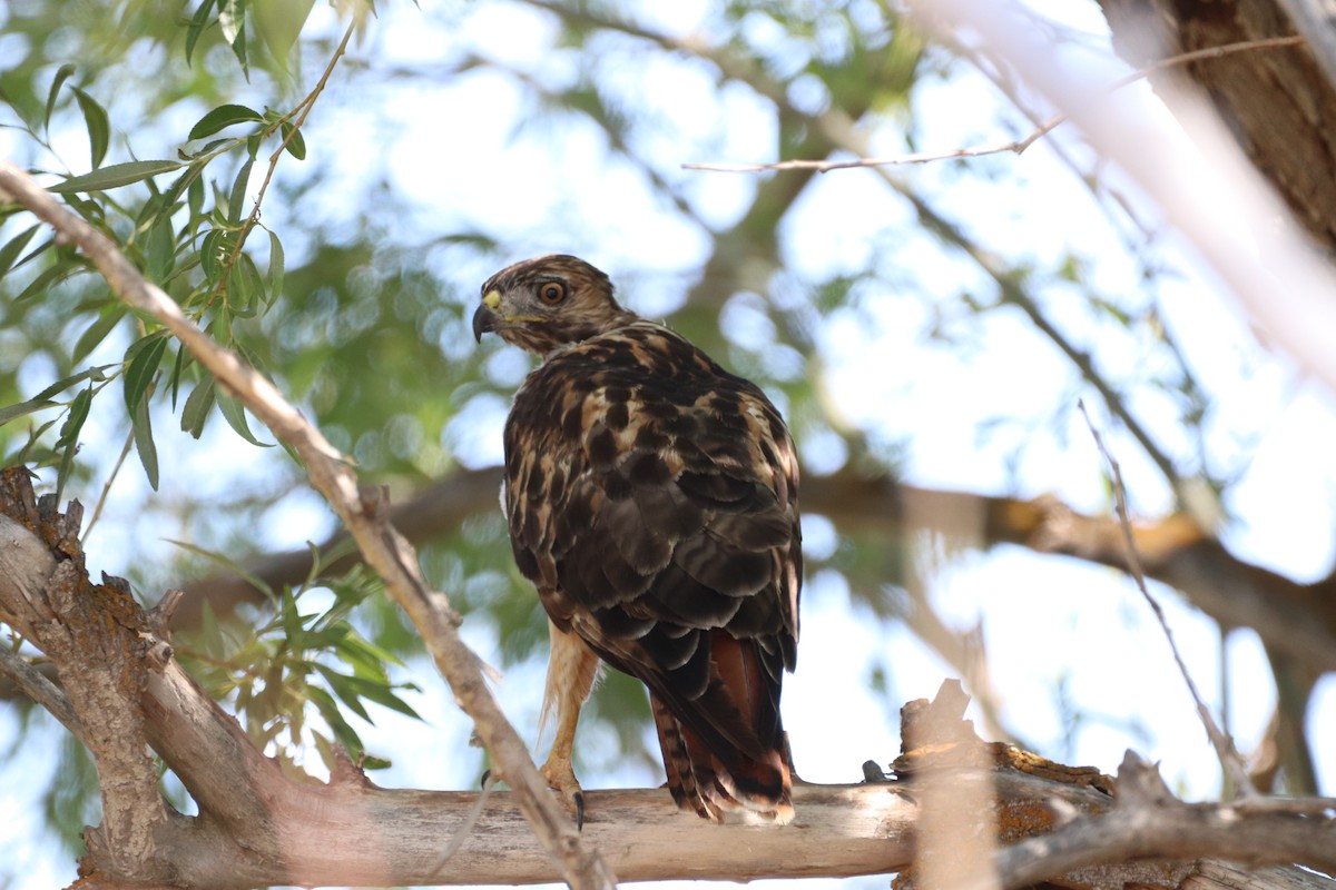 Red-tailed Hawk - Tonie Hansen