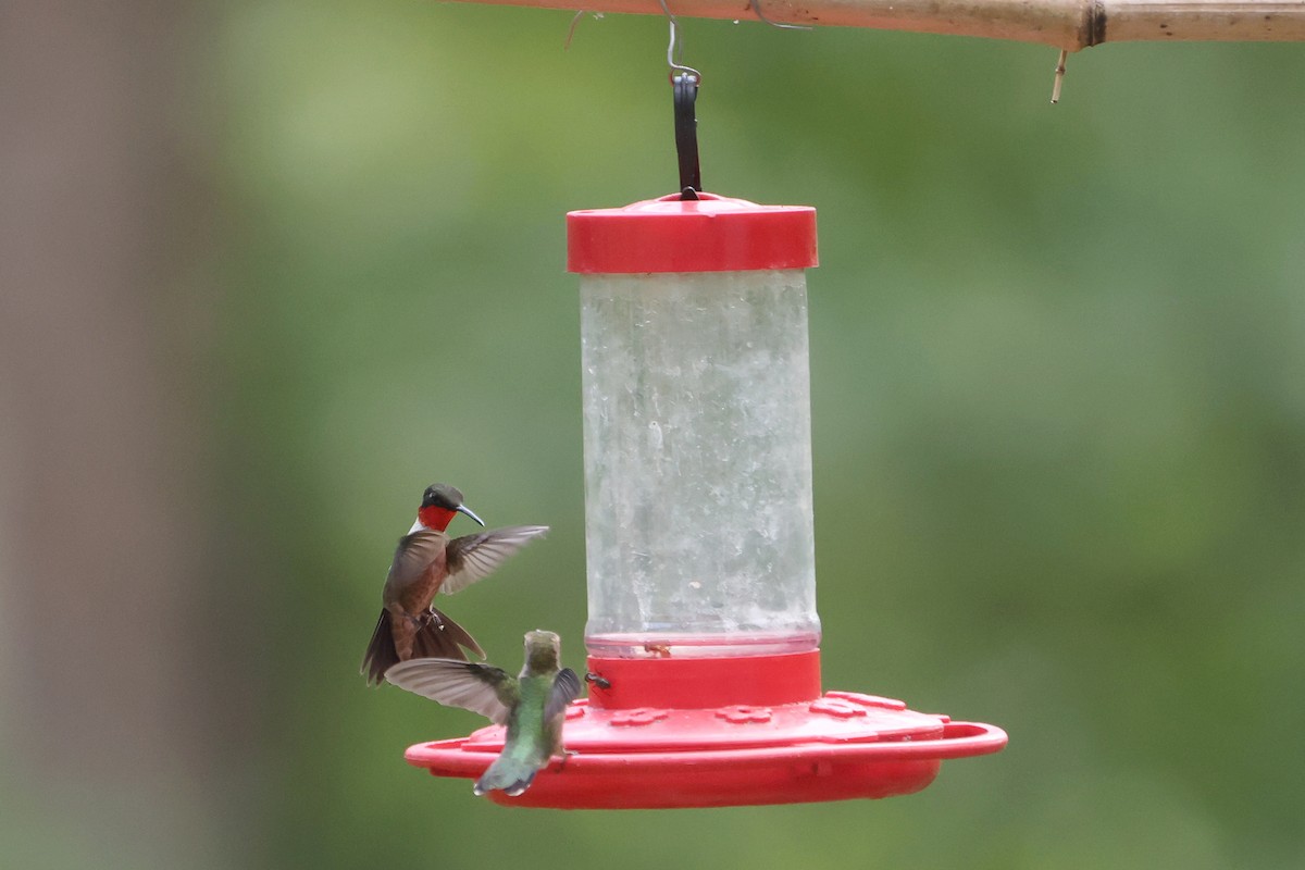 Ruby-throated Hummingbird - ML470124051