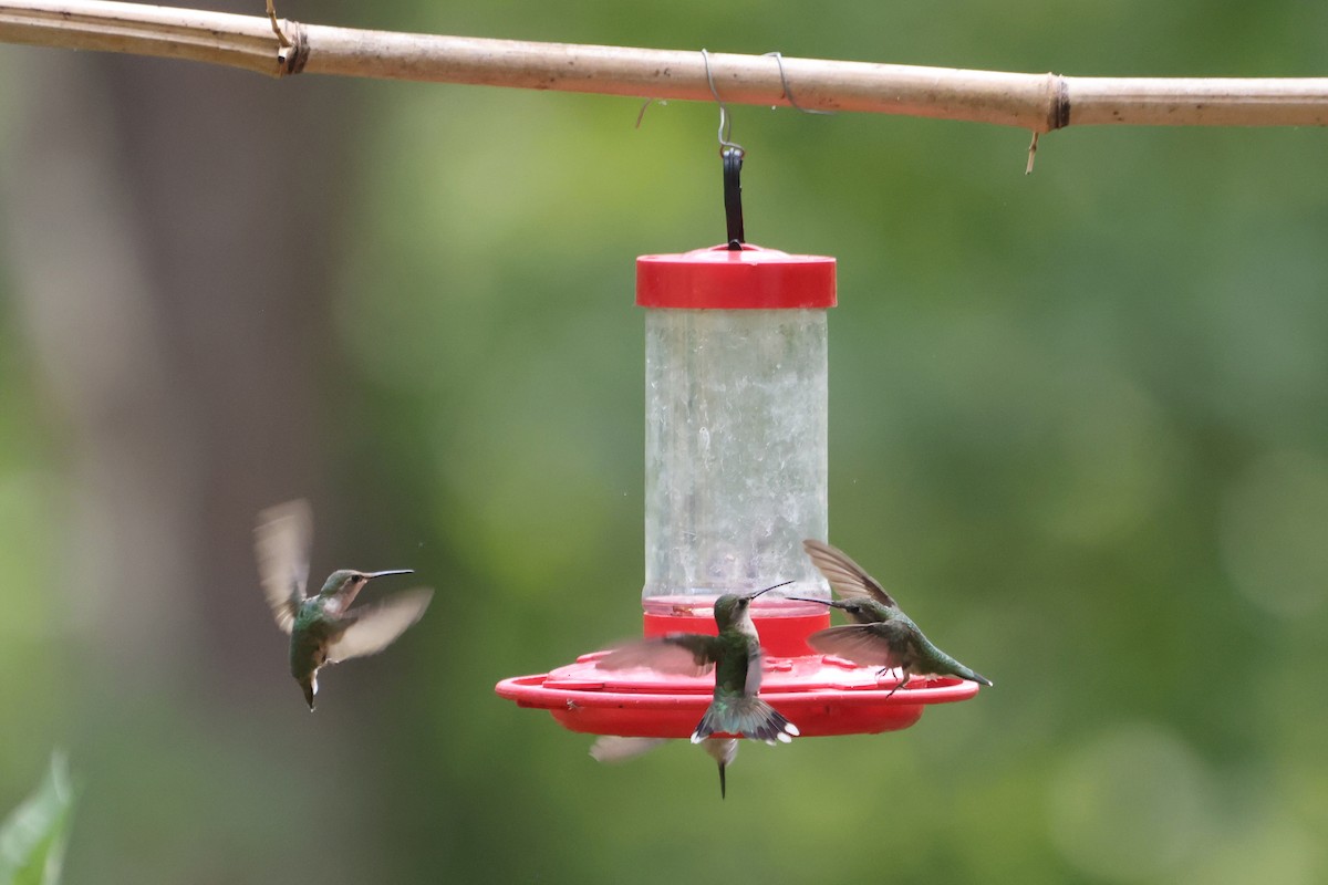 Ruby-throated Hummingbird - ML470124071