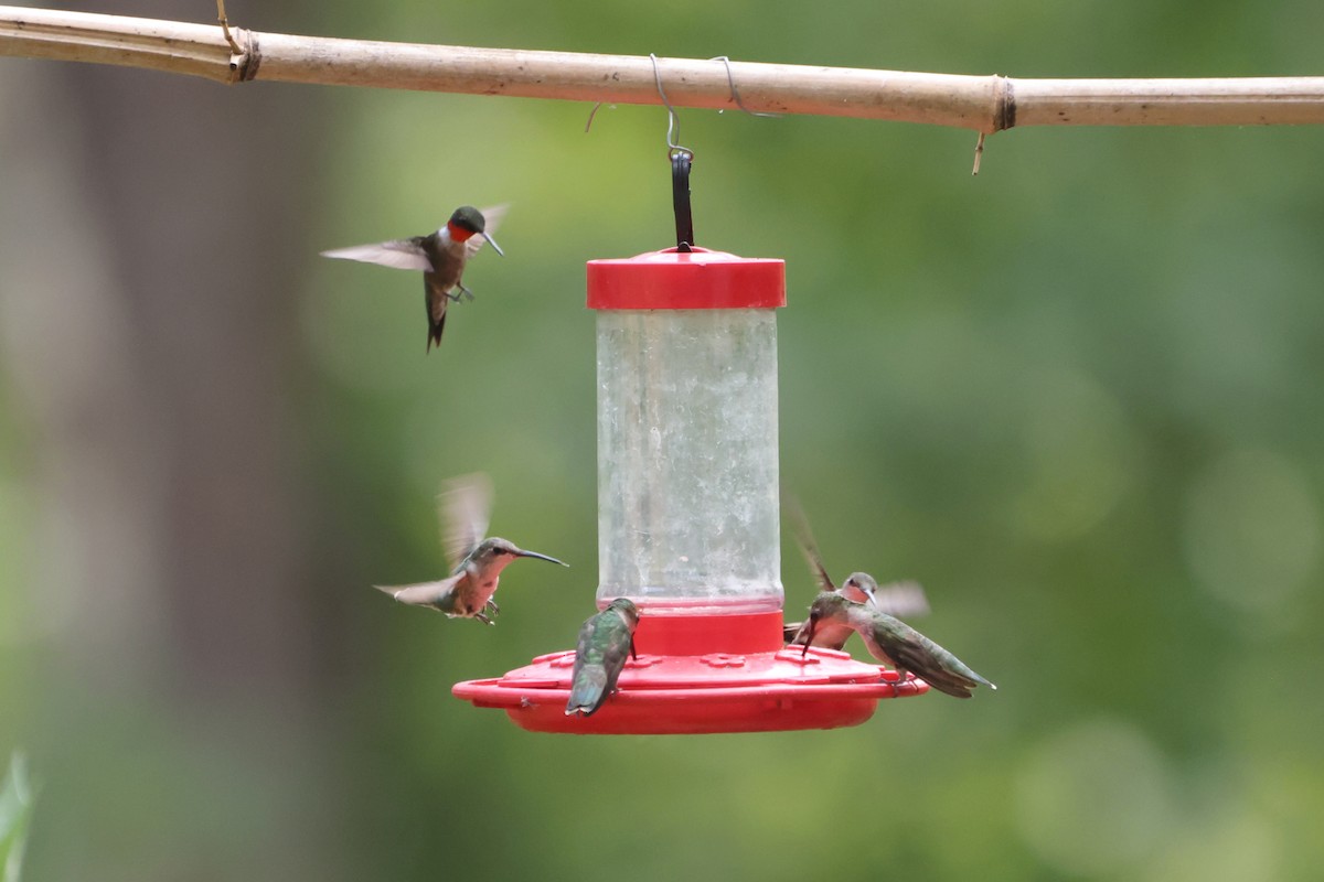 Ruby-throated Hummingbird - ML470124101