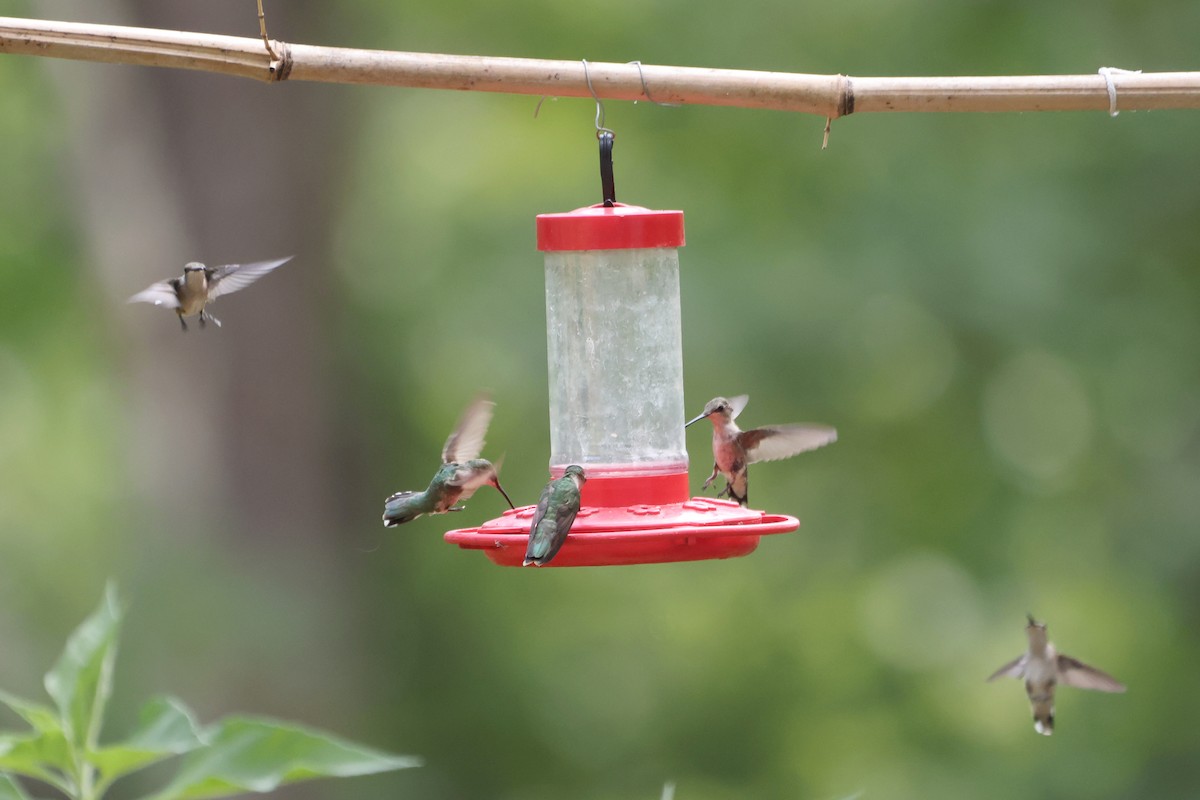 Ruby-throated Hummingbird - ML470124111