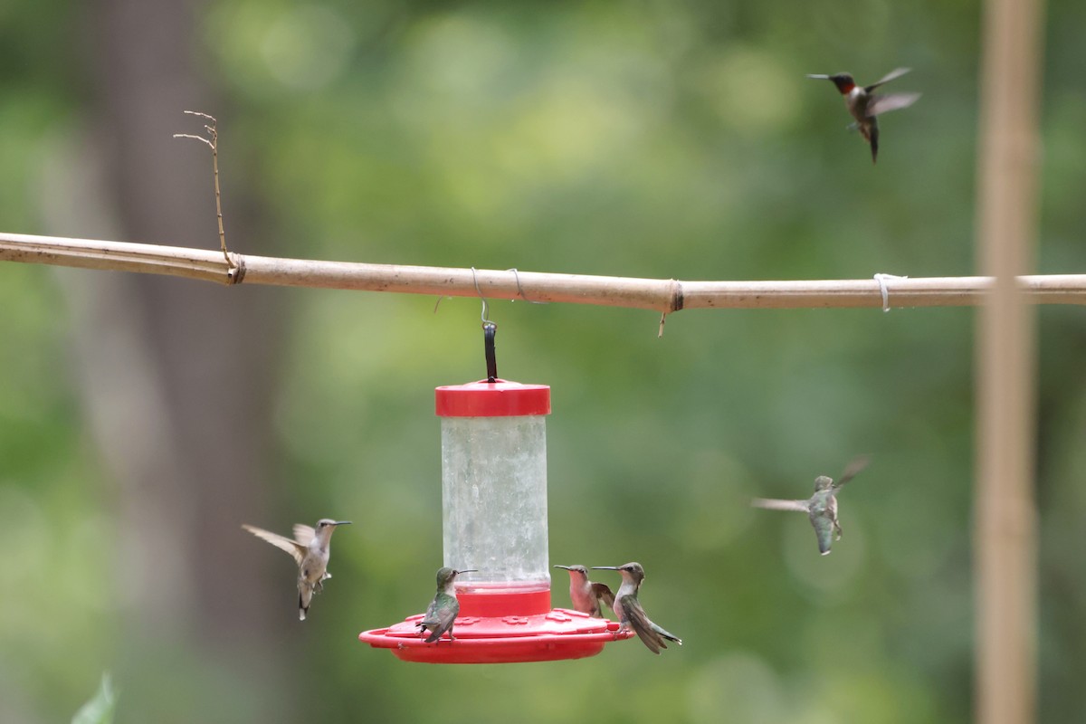 Ruby-throated Hummingbird - ML470124121