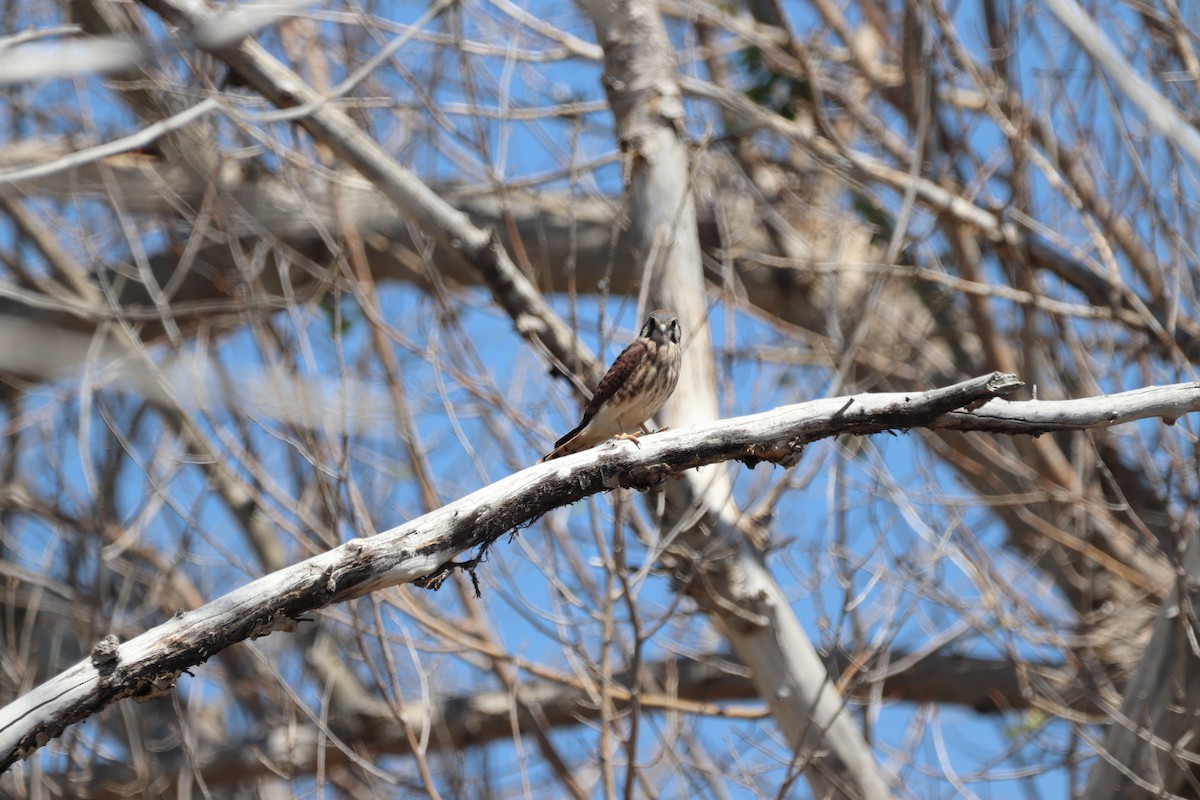 American Kestrel - ML470124211