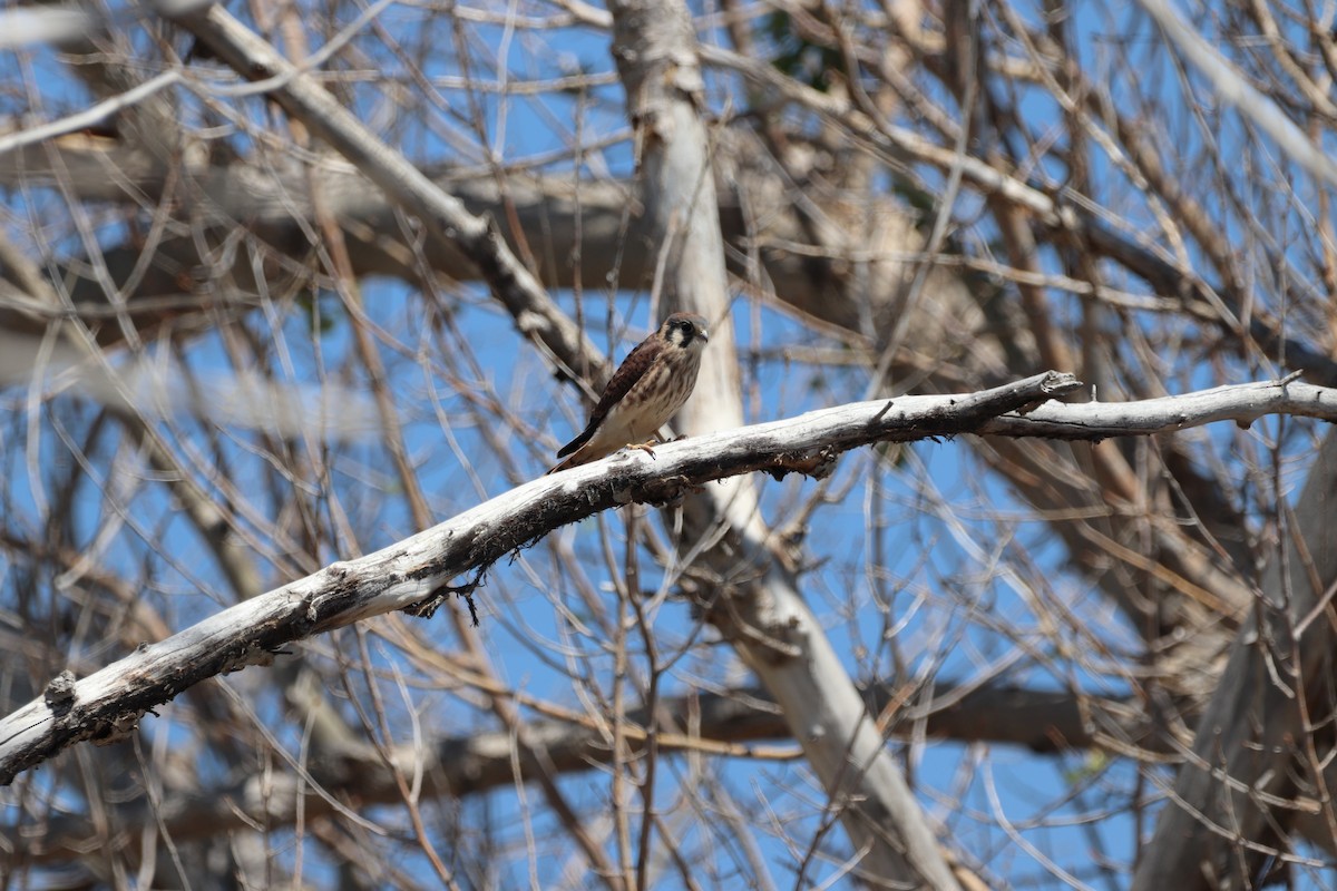 American Kestrel - ML470124221