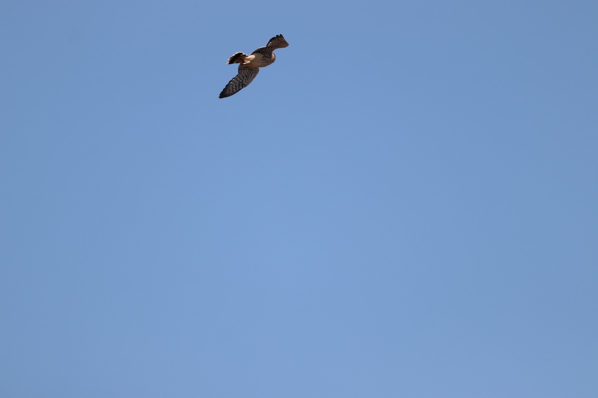 American Kestrel - ML470124281