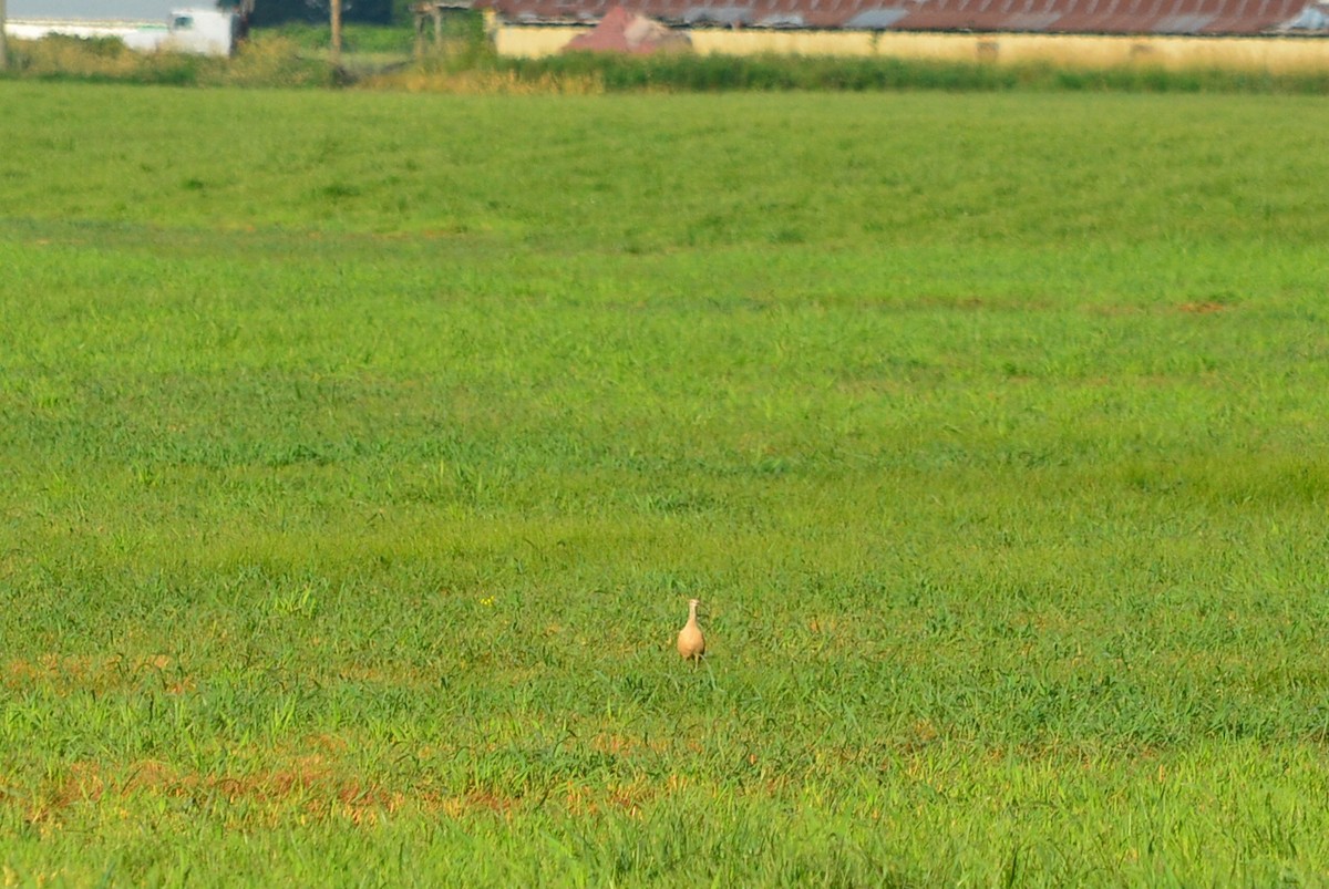 Long-billed Curlew - ML470124431