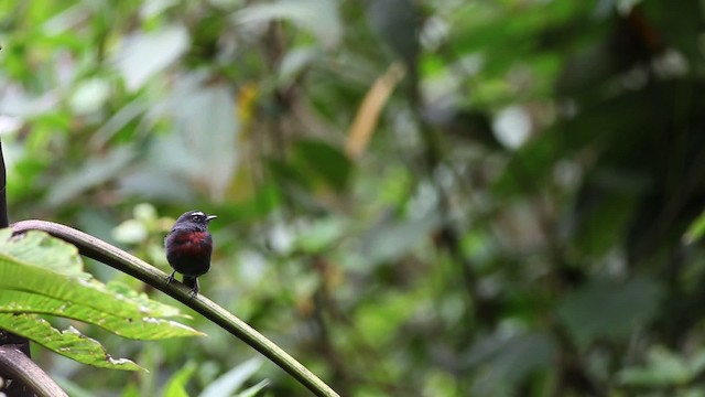 Maroon-belted Chat-Tyrant - ML470125