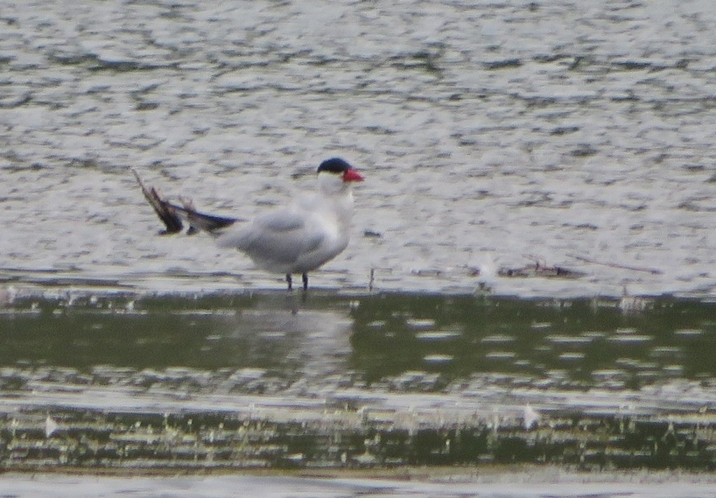 Caspian Tern - ML470125021