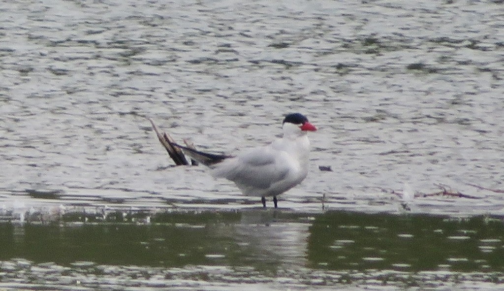 Caspian Tern - ML470125051