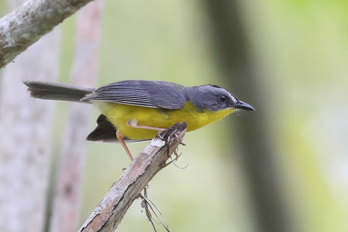 ecuadorparula - ML47012511