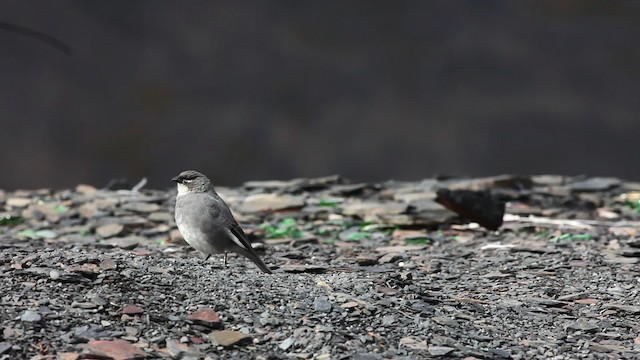 Diuca Aliblanca - ML470126