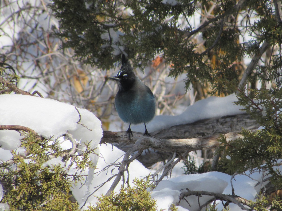 Steller's Jay - ML47012631