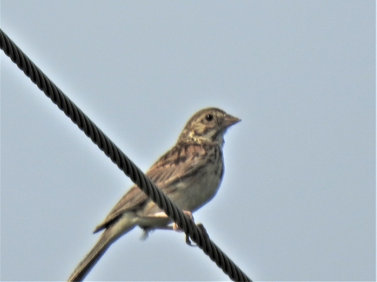 Vesper Sparrow - Susan Brauning