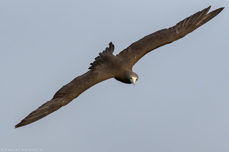 Brown Booby - Daniel Sziklai