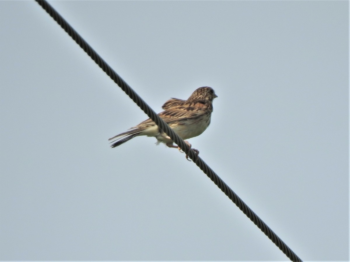 Vesper Sparrow - ML470128171