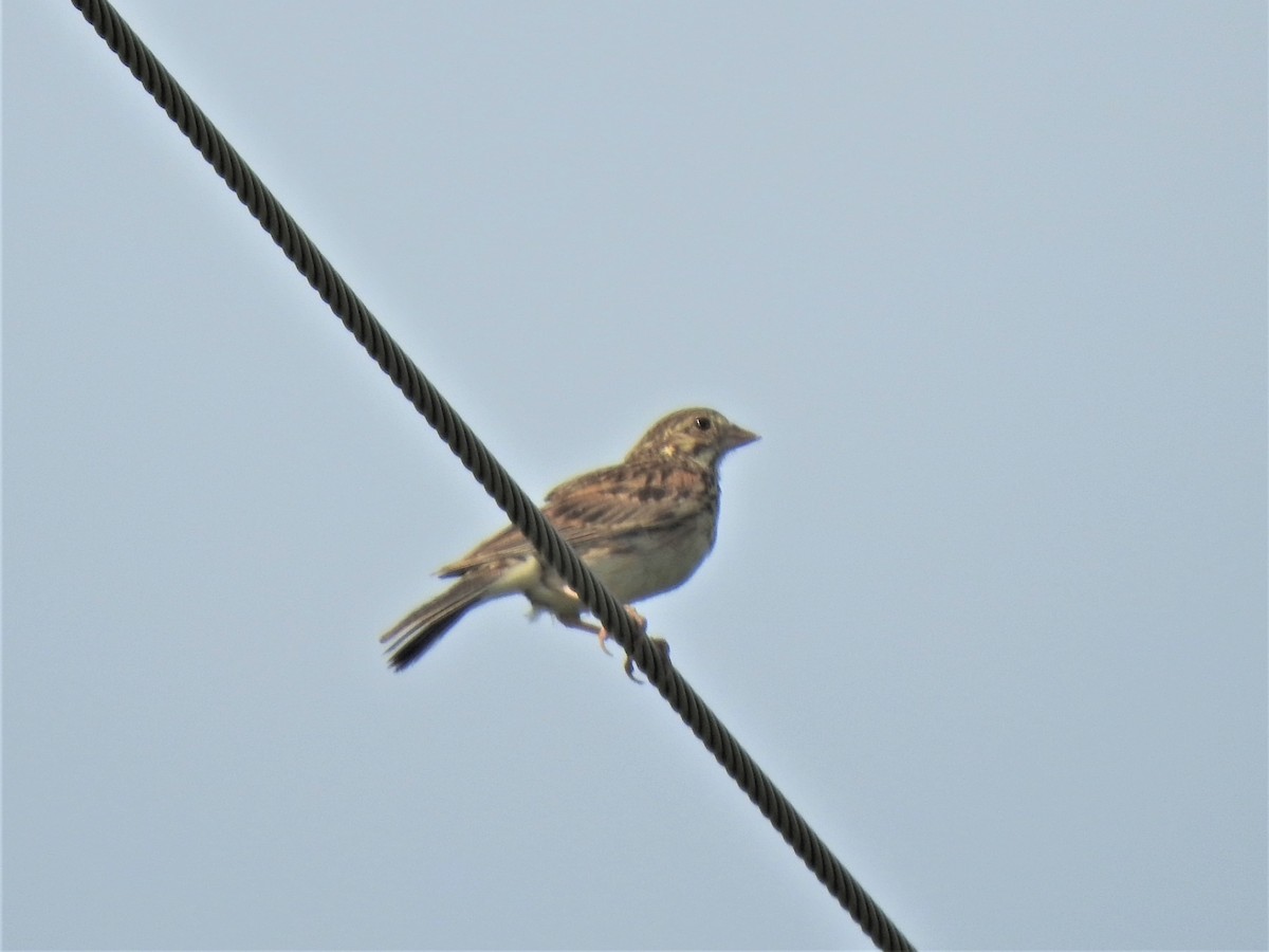 Vesper Sparrow - ML470128281