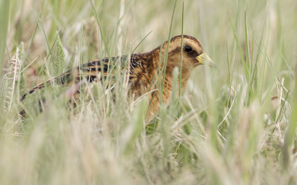 Yellow Rail - Blair Dudeck