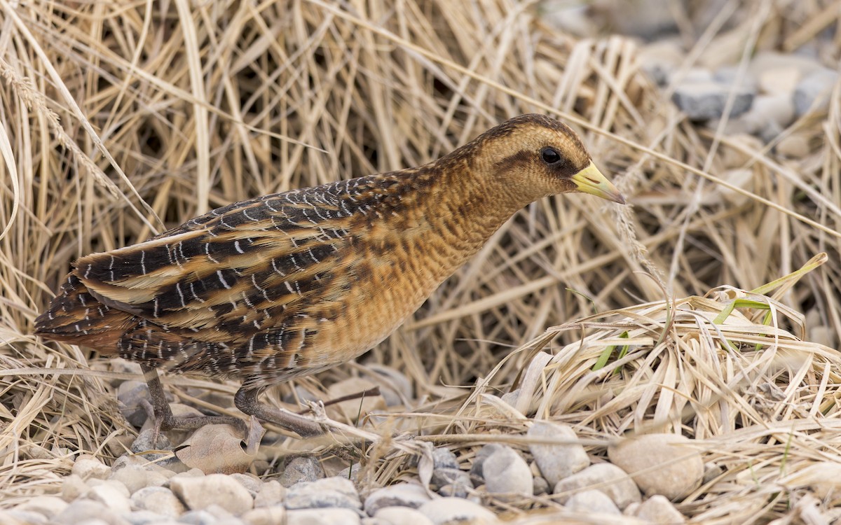 Yellow Rail - ML470129371