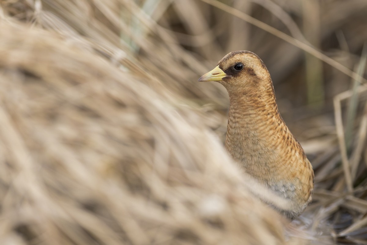 Yellow Rail - Blair Dudeck