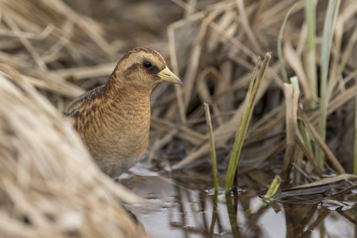 Yellow Rail - ML470129411