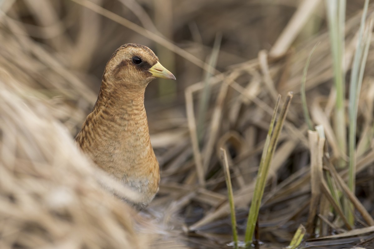 Yellow Rail - Blair Dudeck