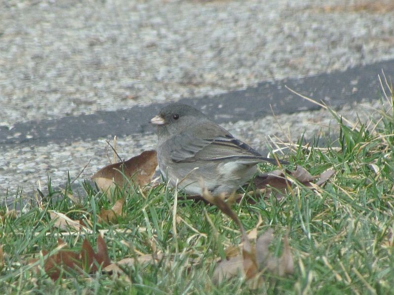 Junco Ojioscuro - ML47013001