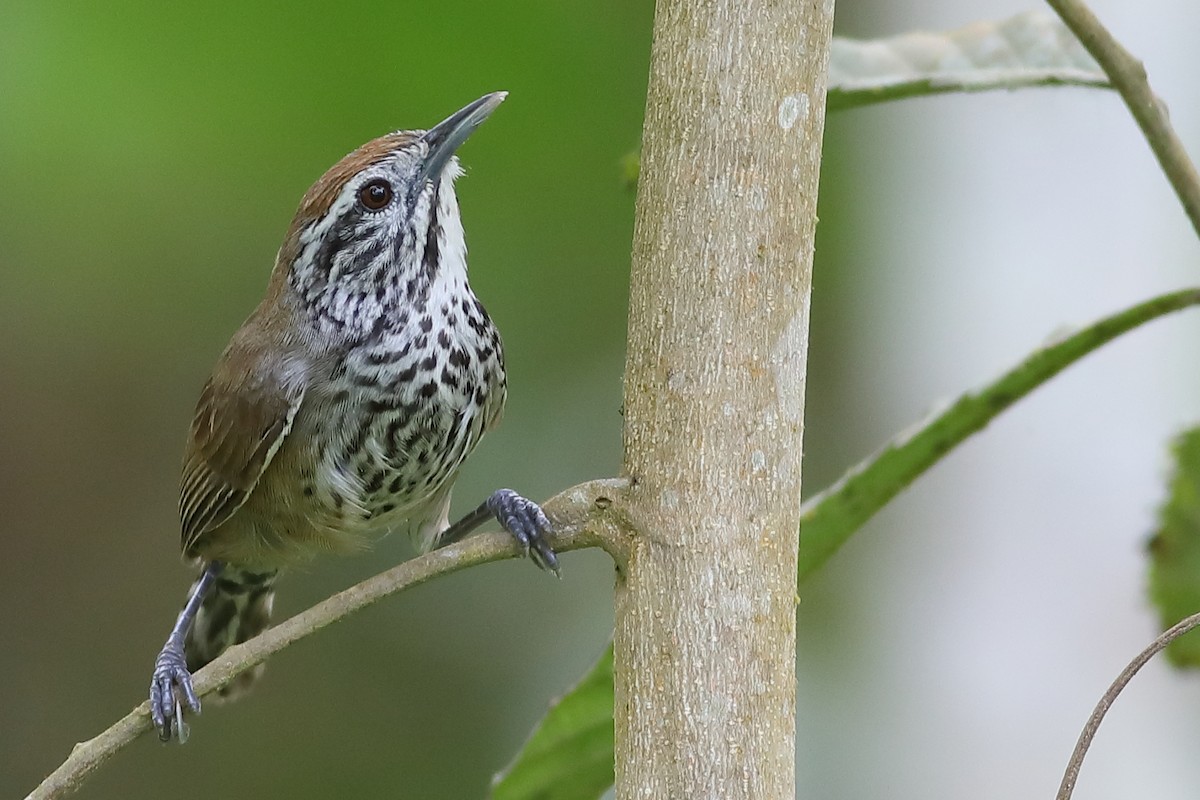 Speckle-breasted Wren - ML47013021