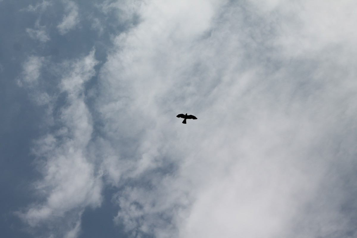 Mississippi Kite - ML470130491