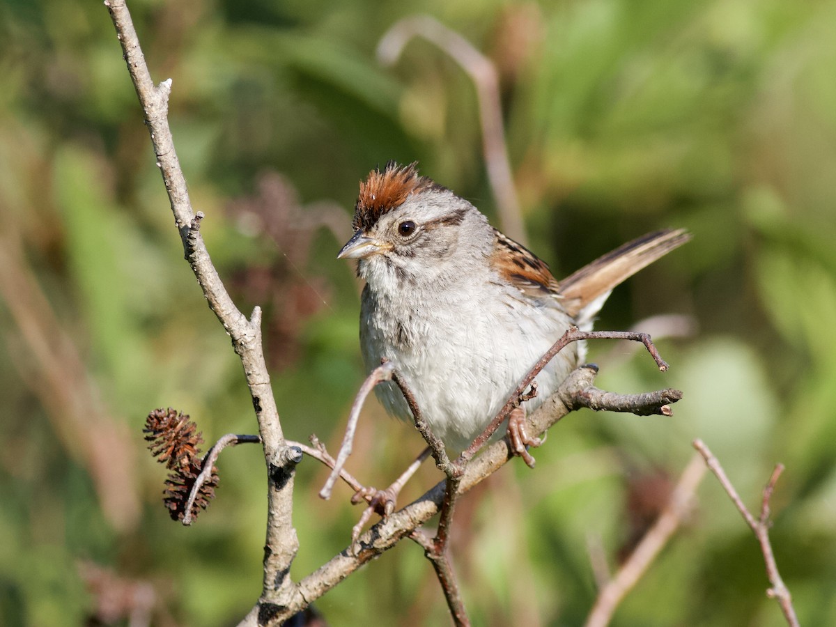 Swamp Sparrow - ML470131421