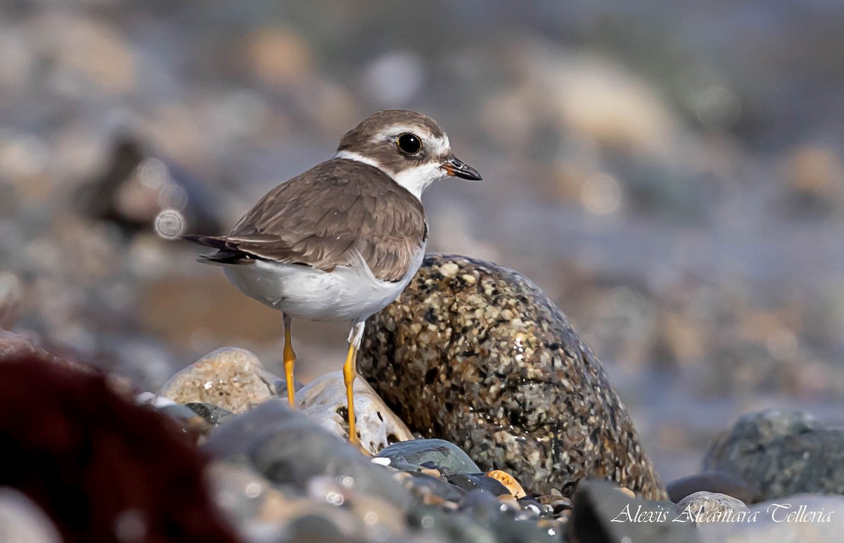 Semipalmated Plover - ML470131611