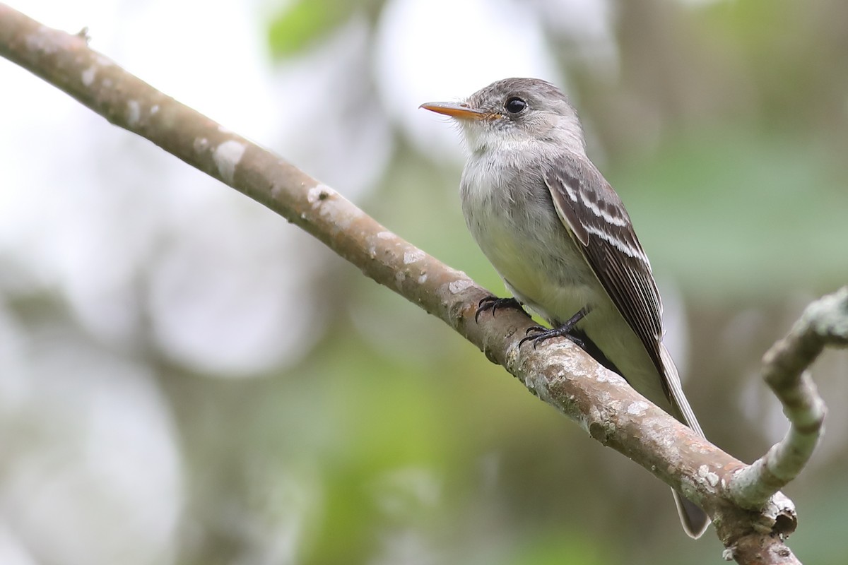 Tumbes Pewee - Graham Montgomery