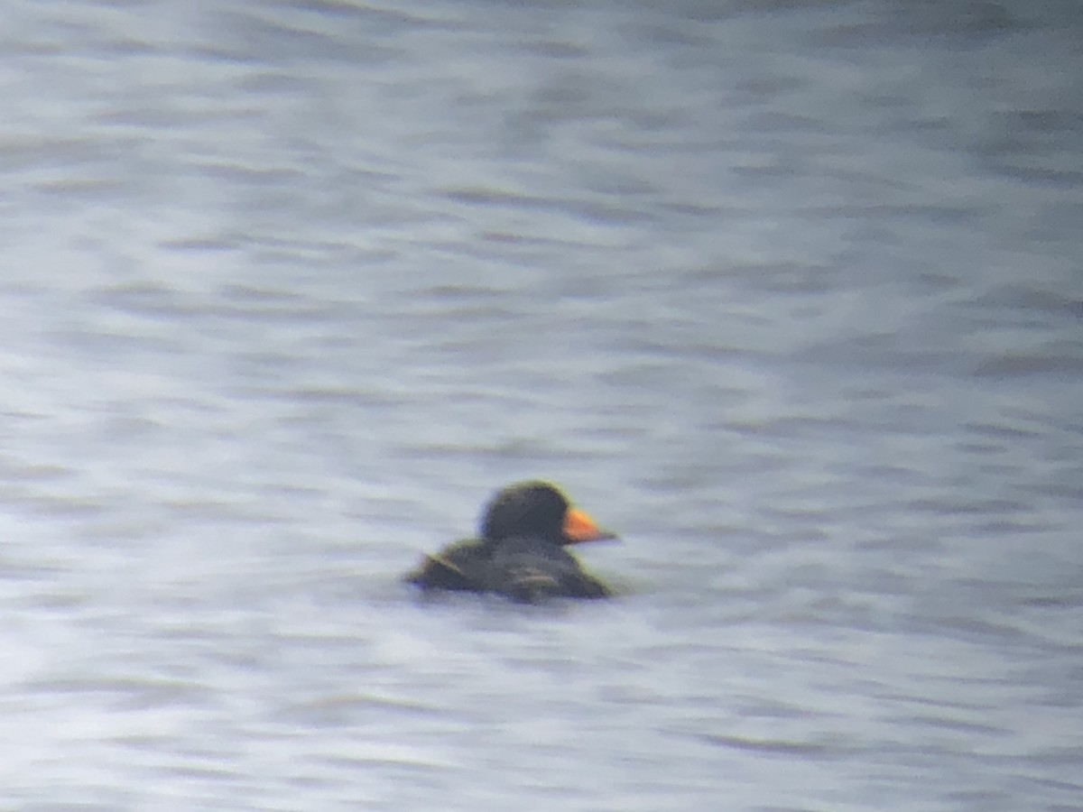 Black Scoter - Todd Michael Day