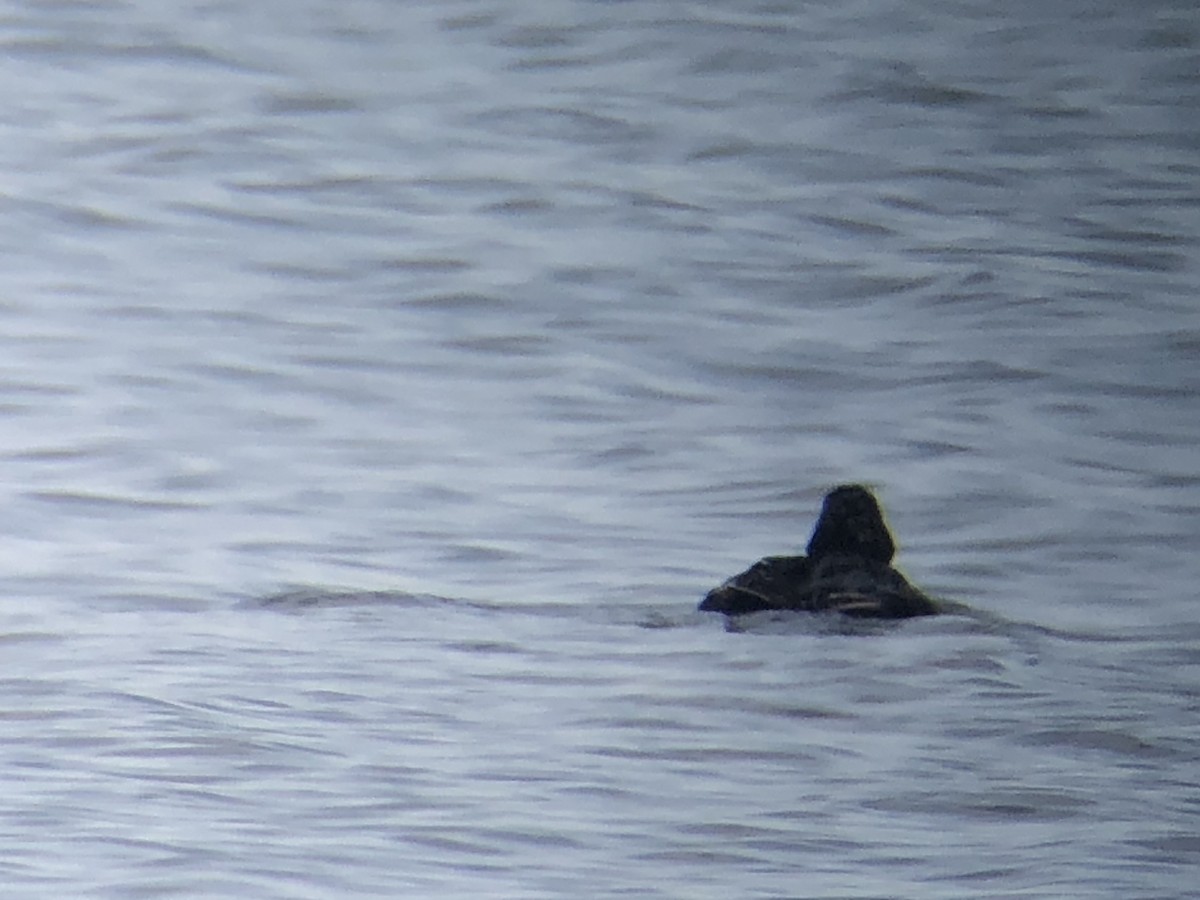 Black Scoter - Todd Michael Day