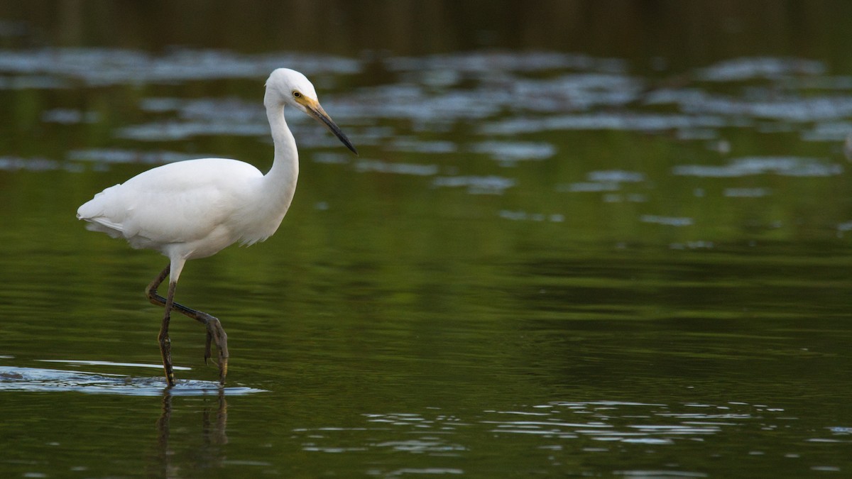Snowy Egret - ML470134021