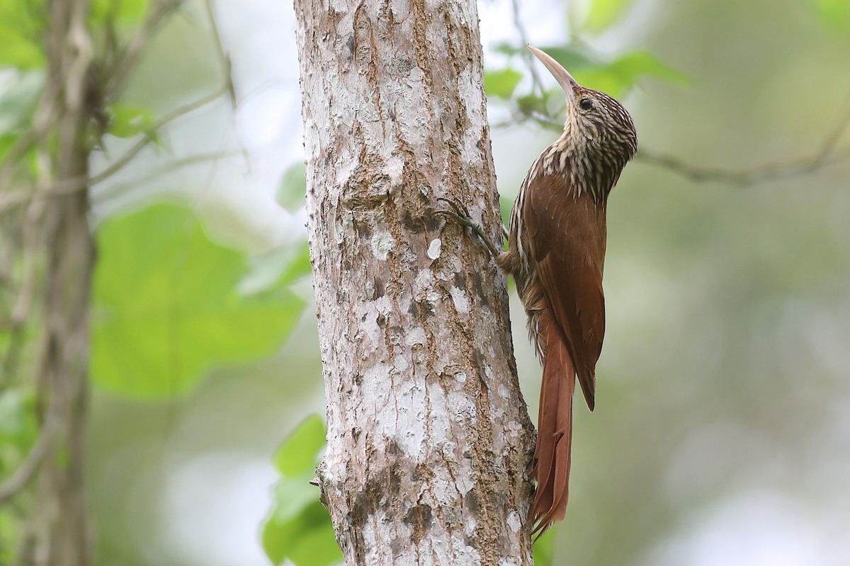 Streak-headed Woodcreeper - ML47013531