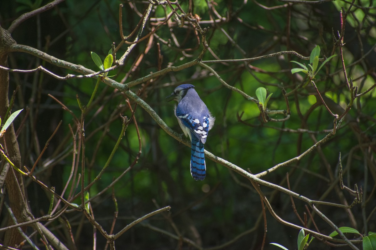 Blue Jay - ML470136101