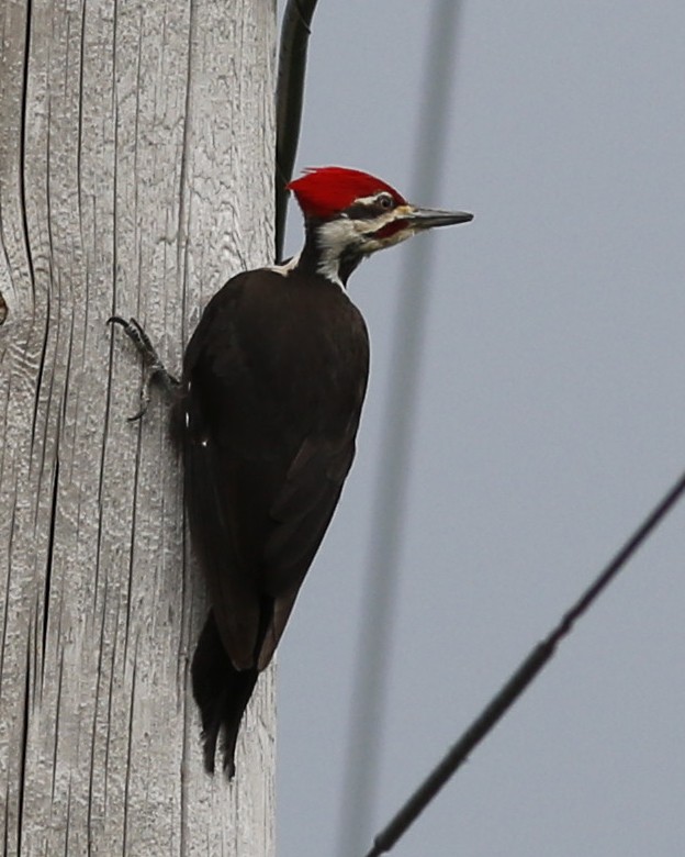 Pileated Woodpecker - Rick Lauzon