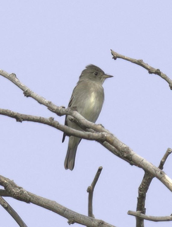 Olive-sided Flycatcher - Sue Riffe