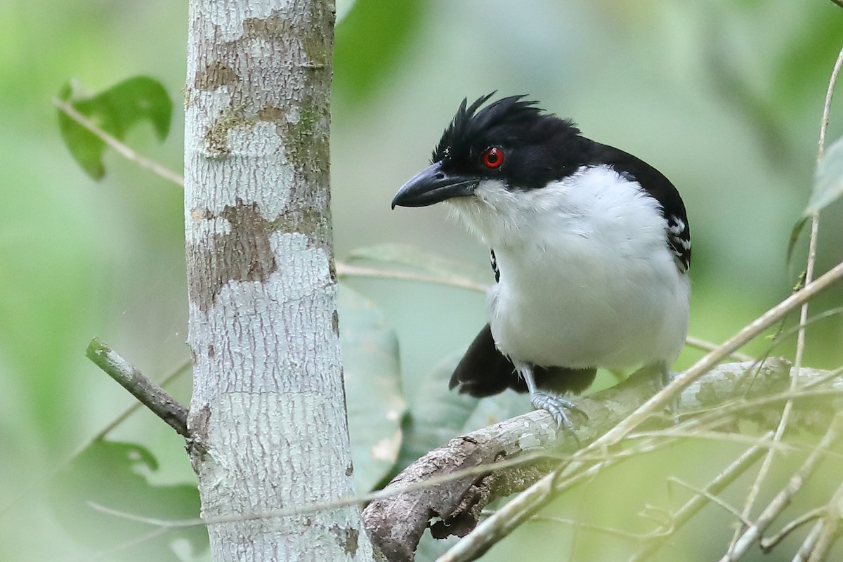 Great Antshrike - ML47013901