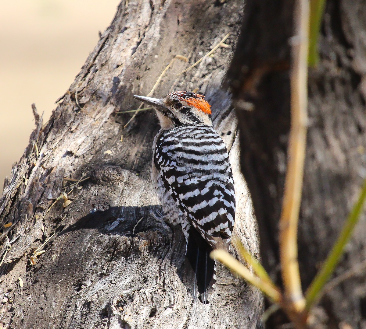 Ladder-backed Woodpecker - John Rice-Cameron