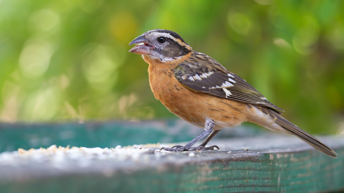 Black-headed Grosbeak - ML470139371