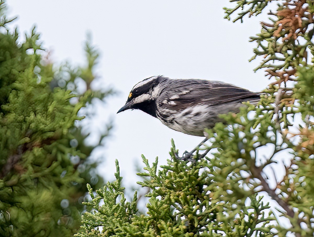 Black-throated Gray Warbler - Louisa Evers